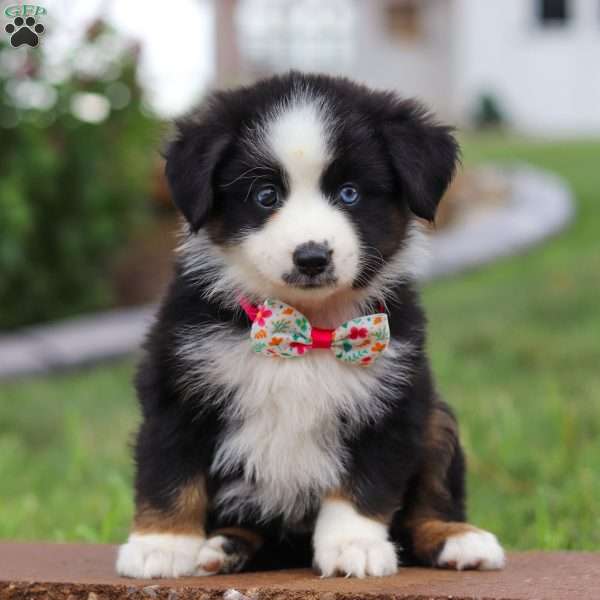 Bella, Miniature Australian Shepherd Puppy
