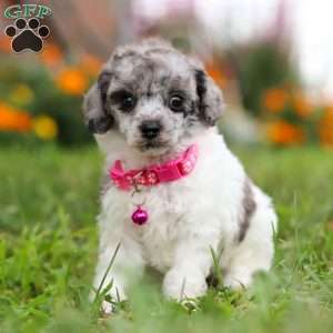 Bella, Miniature Poodle Puppy