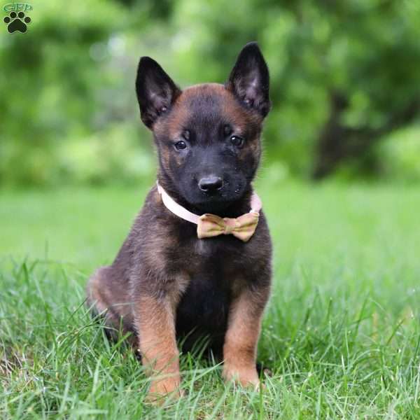 Bella, Belgian Malinois Puppy