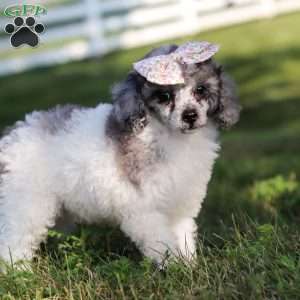 Bella, Miniature Poodle Puppy