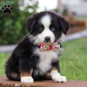 Bella, Miniature Australian Shepherd Puppy
