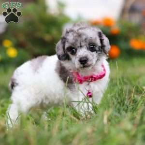 Bella, Miniature Poodle Puppy