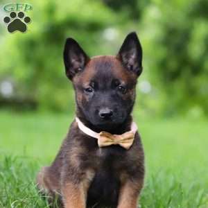 Bella, Belgian Malinois Puppy