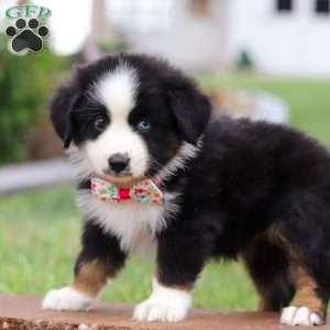 Bella, Miniature Australian Shepherd Puppy