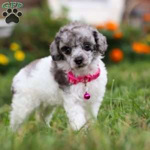 Bella, Miniature Poodle Puppy