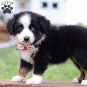 Bella, Miniature Australian Shepherd Puppy
