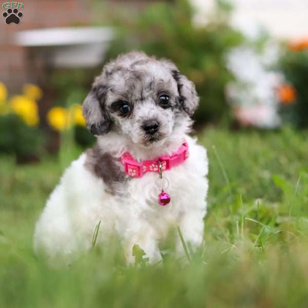 Bella, Miniature Poodle Puppy