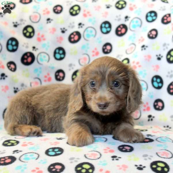 Bella-Mini, Dachshund Puppy
