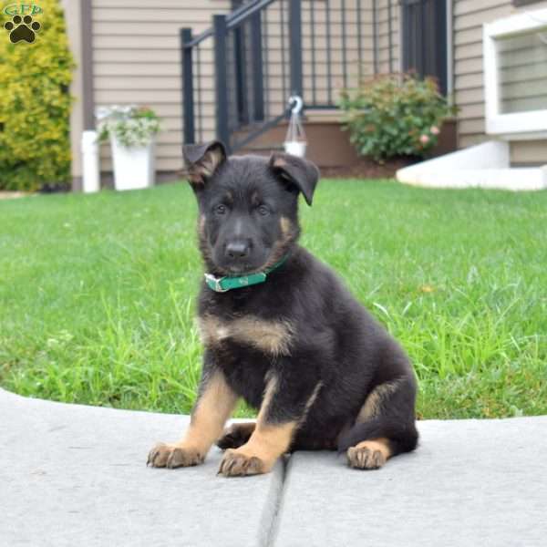 Bella, German Shepherd Puppy