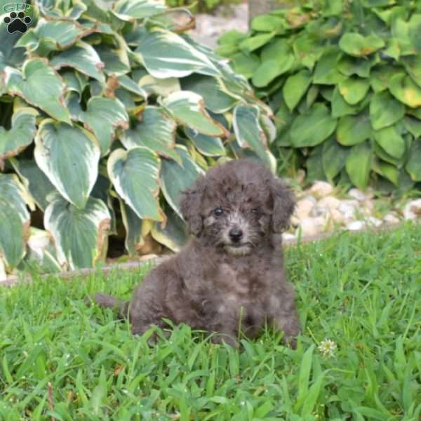Bella, Miniature Poodle Puppy