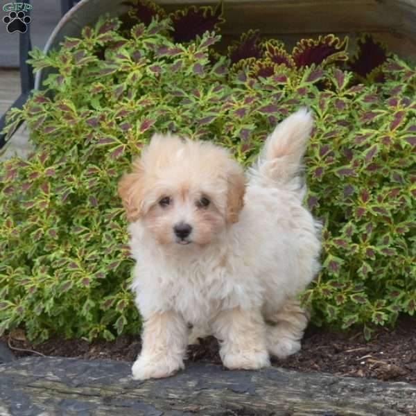 Bella, Bich-Poo Puppy
