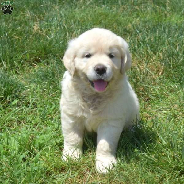 Bella, English Cream Golden Retriever Puppy
