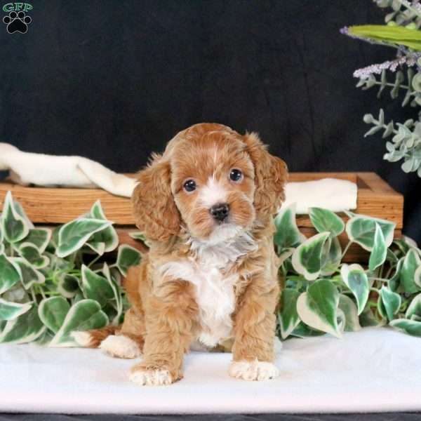 Bella, Cavapoo Puppy