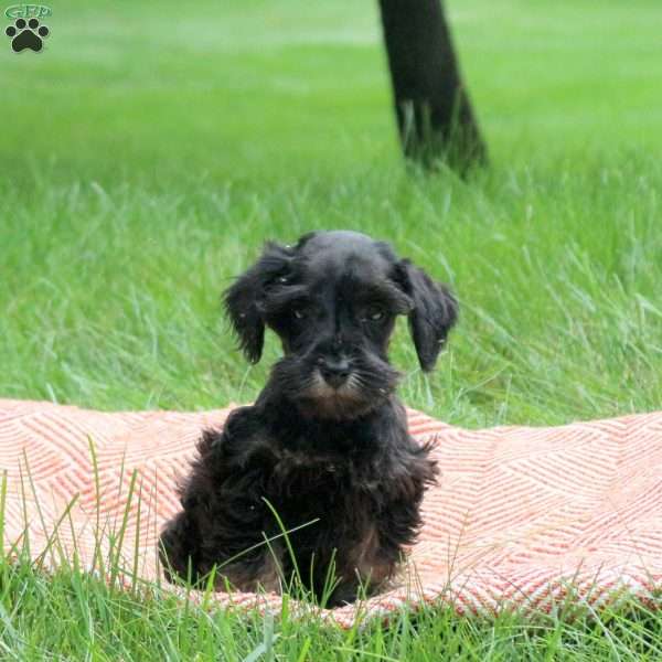 Bella, Miniature Schnauzer Puppy