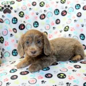 Bella-Mini, Dachshund Puppy