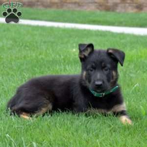 Bella, German Shepherd Puppy