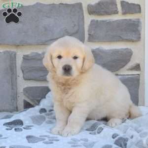 Bella, English Cream Golden Retriever Puppy