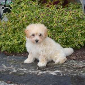 Bella, Bich-Poo Puppy