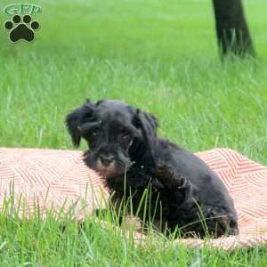 Bella, Miniature Schnauzer Puppy