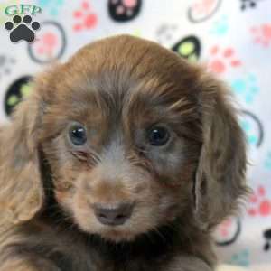 Bella-Mini, Dachshund Puppy