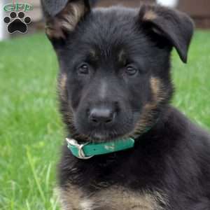 Bella, German Shepherd Puppy