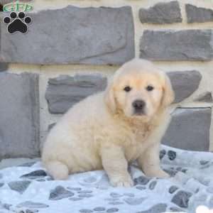 Bella, English Cream Golden Retriever Puppy