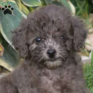 Bella, Miniature Poodle Puppy
