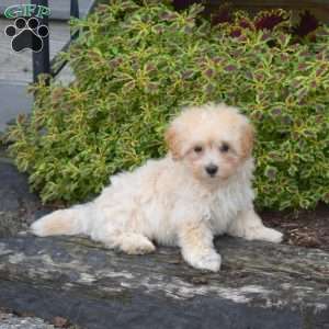 Bella, Bich-Poo Puppy