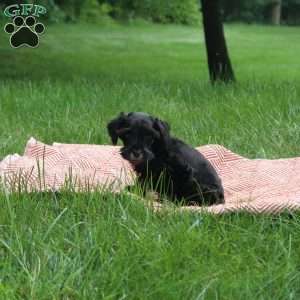Bella, Miniature Schnauzer Puppy