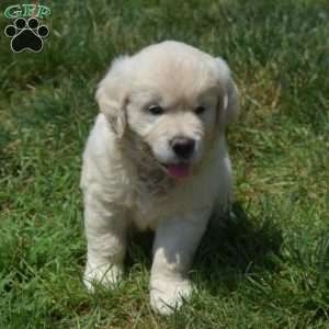 Bella, English Cream Golden Retriever Puppy