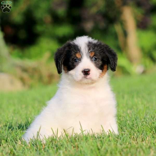 Bella, Bernese Mountain Dog Mix Puppy