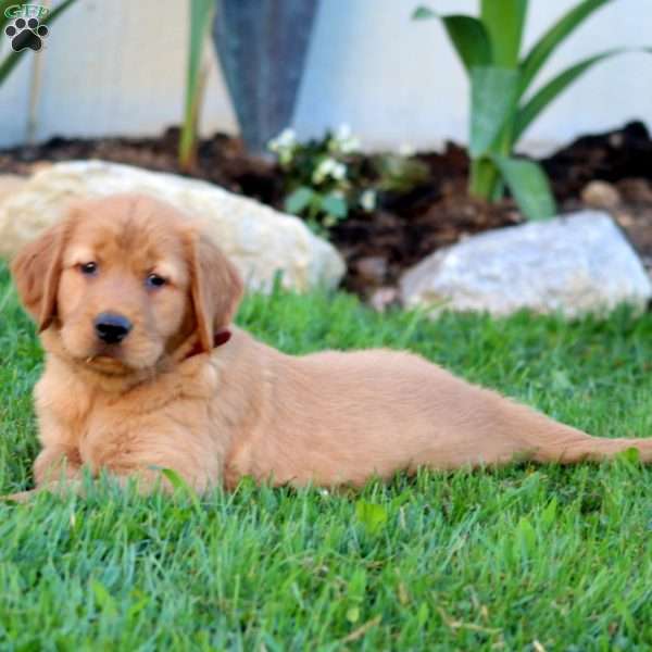Bella, Golden Retriever Puppy
