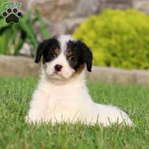 Bella, Bernese Mountain Dog Mix Puppy
