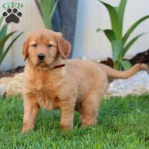 Bella, Golden Retriever Puppy