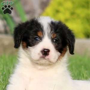 Bella, Bernese Mountain Dog Mix Puppy