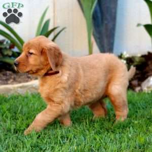 Bella, Golden Retriever Puppy