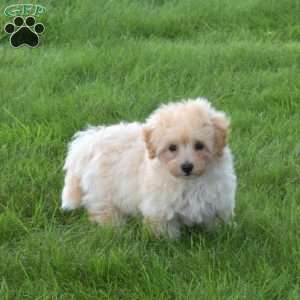 Bella, Bich-Poo Puppy