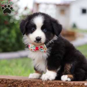 Bella, Miniature Australian Shepherd Puppy
