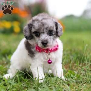 Bella, Miniature Poodle Puppy