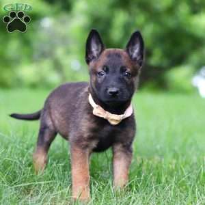 Bella, Belgian Malinois Puppy