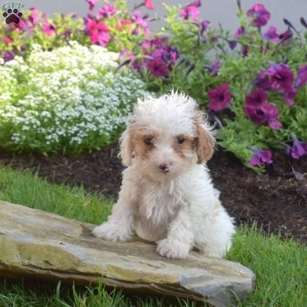 Belle, Miniature Poodle Puppy