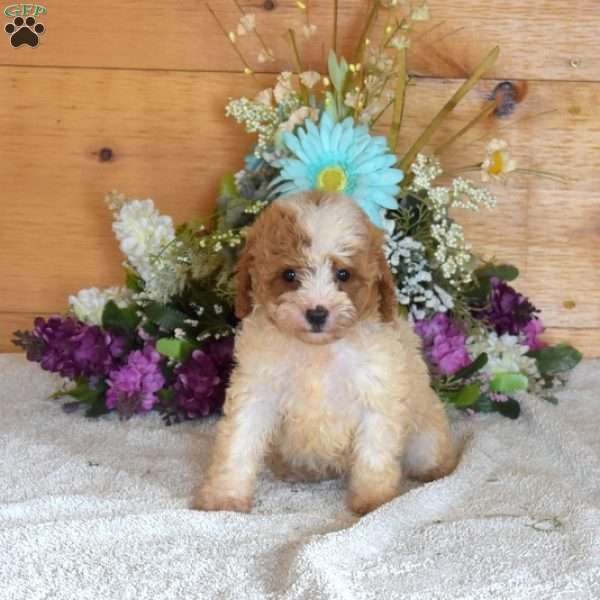 Belle, Cavapoo Puppy