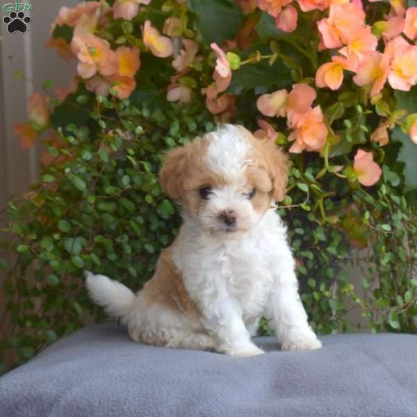 Belle, Maltipoo Puppy
