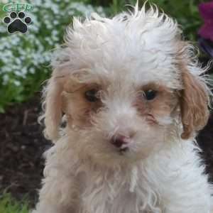 Belle, Miniature Poodle Puppy