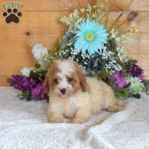 Belle, Cavapoo Puppy