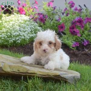 Belle, Miniature Poodle Puppy