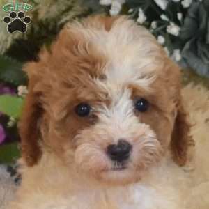 Belle, Cavapoo Puppy
