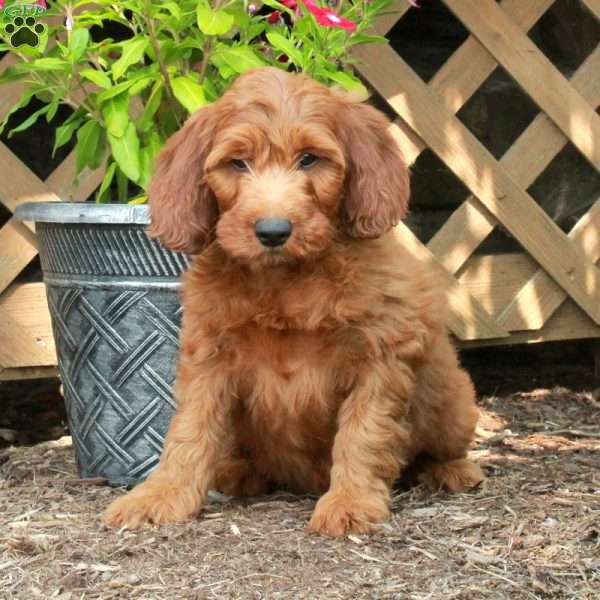 Ben, Irish Doodle Puppy