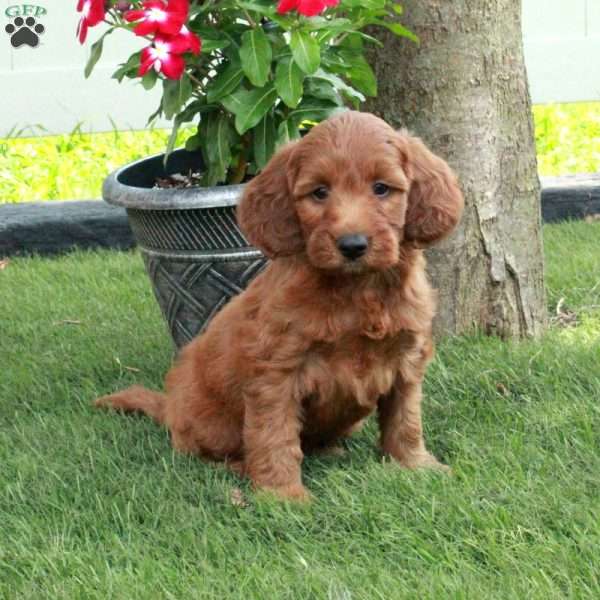 Ben, Irish Doodle Puppy