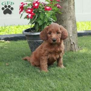 Ben, Irish Doodle Puppy